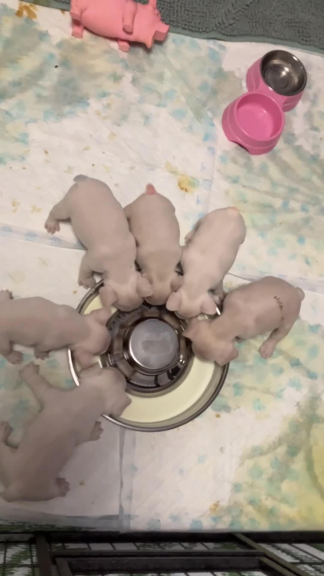 French Bulldog dogs for sale: Ready - Lilac Platinum - Fluffy Carriers - Video 4