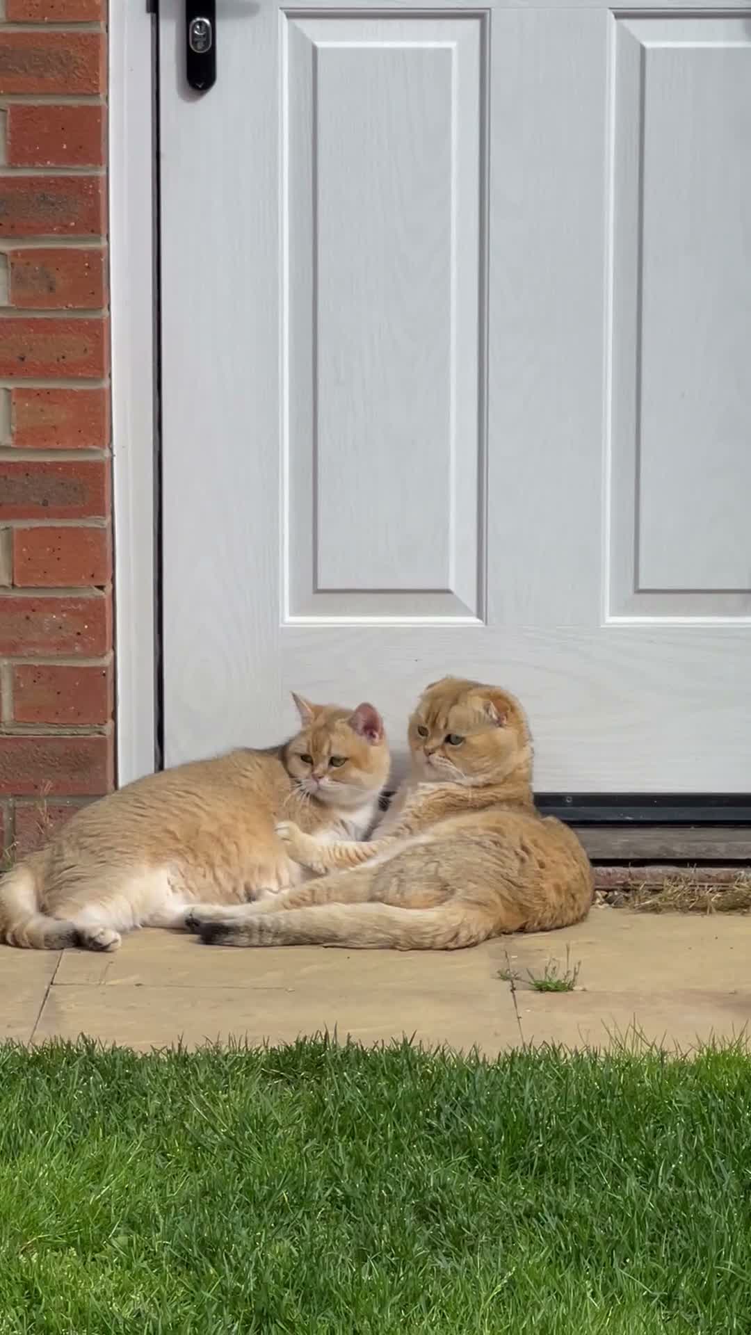 Scottish Fold cats for sale: PUREBRED GOLDEN CHINCHILLA SCOTTISH FOLD KITTENS  in Basildon - Video 3