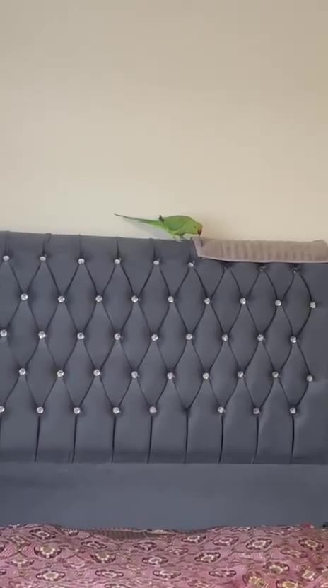 Ringnecks birds for sale: This little ringneck is finding a new home in Dunstable - Video 1