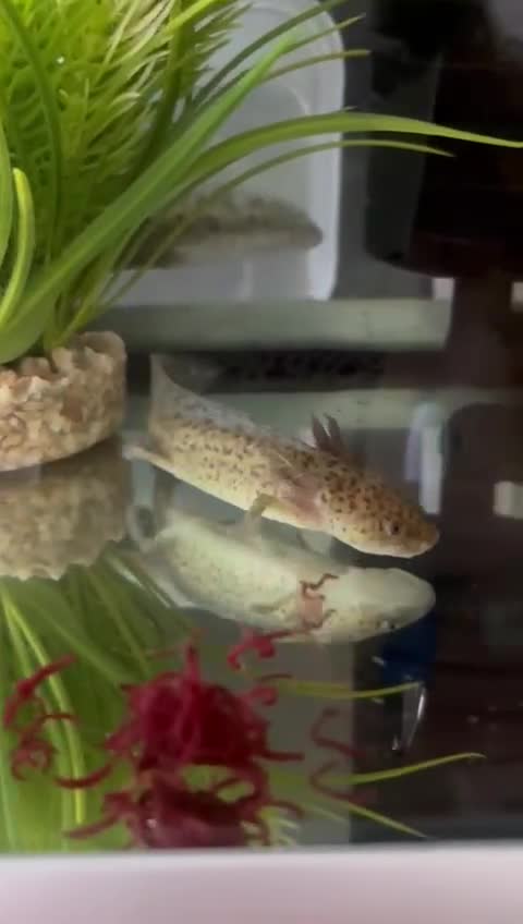 Other/Mixed Breed fish for sale: Axolotl  - Video 1