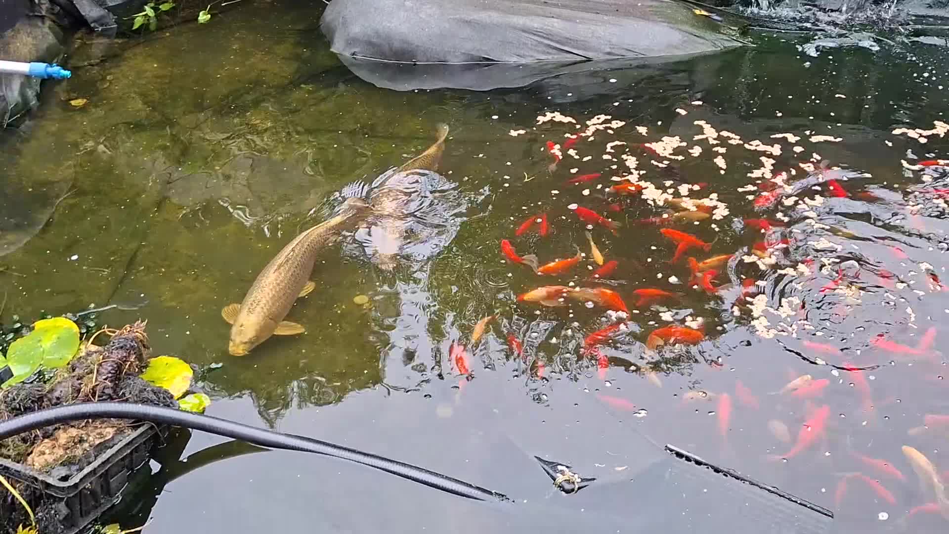 Koi Carp fish for sale: Ghost koi  - Video 2