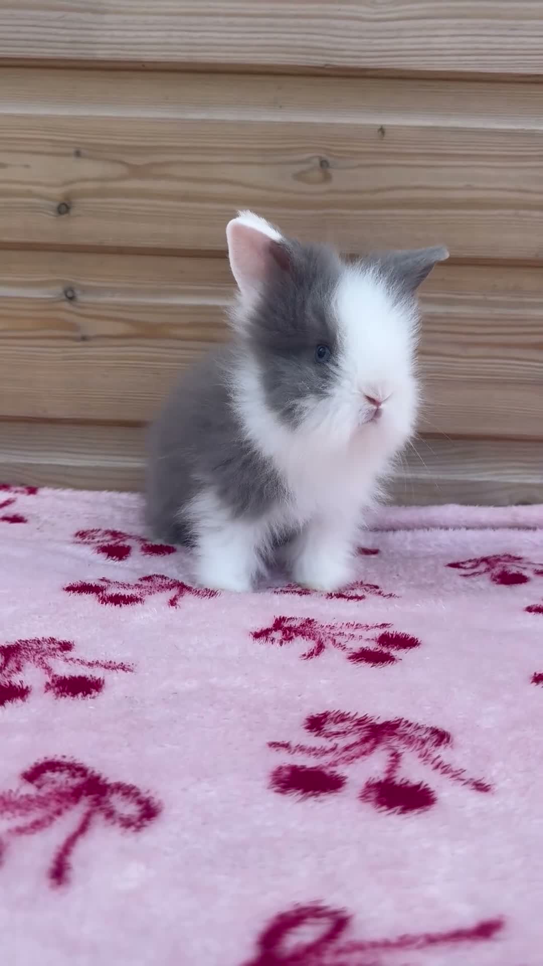 Lionhead rabbits for sale: Beautifully Bred Double Mane Lionhead Bunnies  - Video 1
