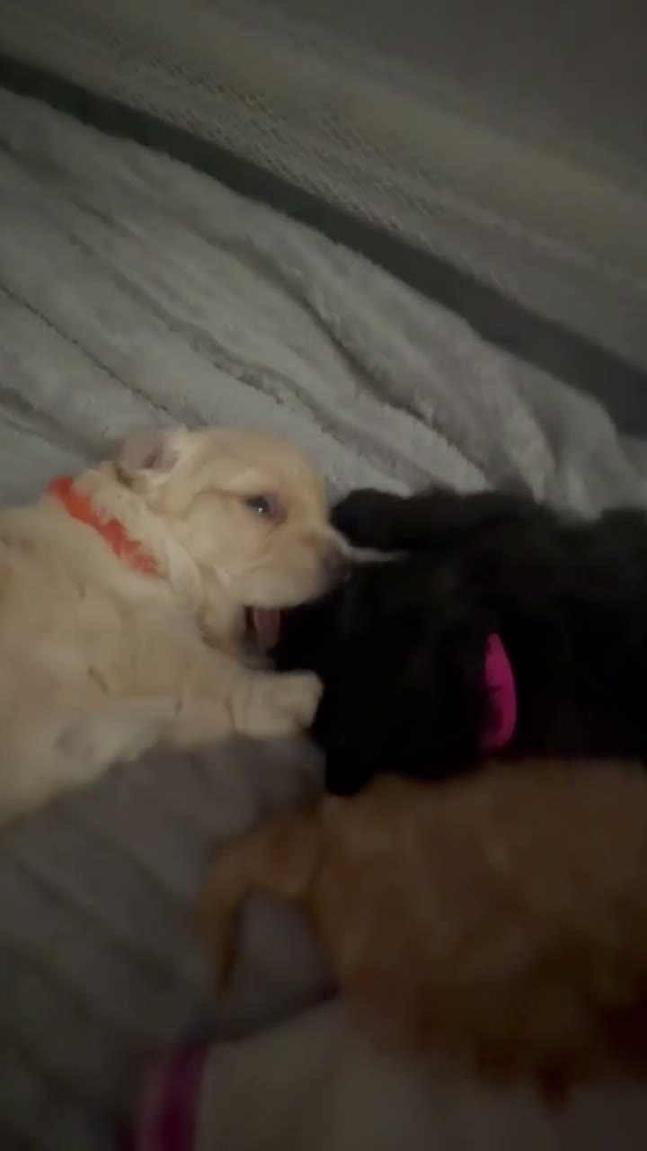 Mixed Breed dogs for sale: 1 black beautiful Poochon puppy left - Video 3