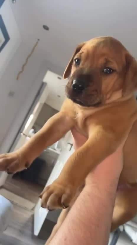 Mixed Breed dogs for sale: Puppies looking for forever homes 🏡 - Video 2