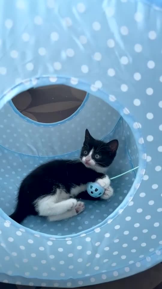 Mixed Breed cats for sale: Kittens for sale in Driffield - Video 1