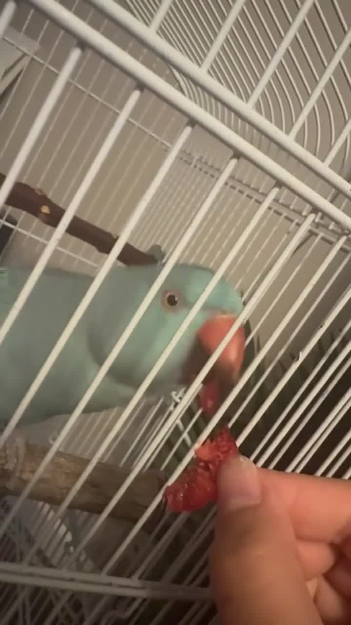 Ringnecks birds for sale: blue indian ringneck parrot in Leicester - Video 1