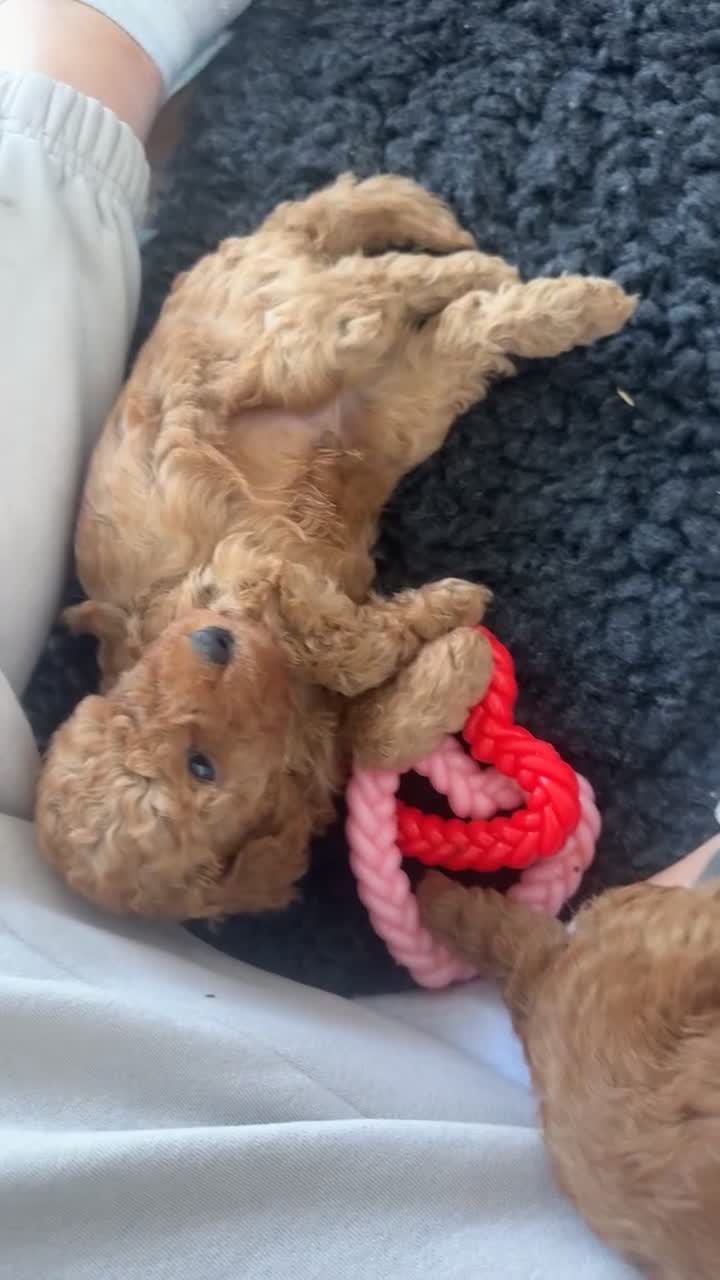Cockapoo dogs for sale: Boy miniature cockapoo - Video 1