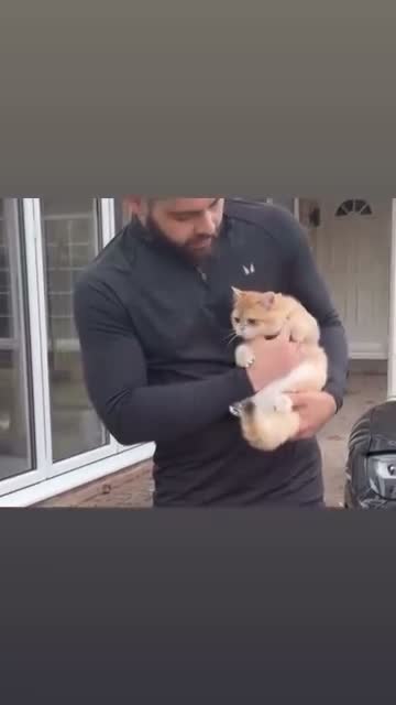 British Shorthair cats for sale: Last Golden British boy! Exceptional quality  - Video 2