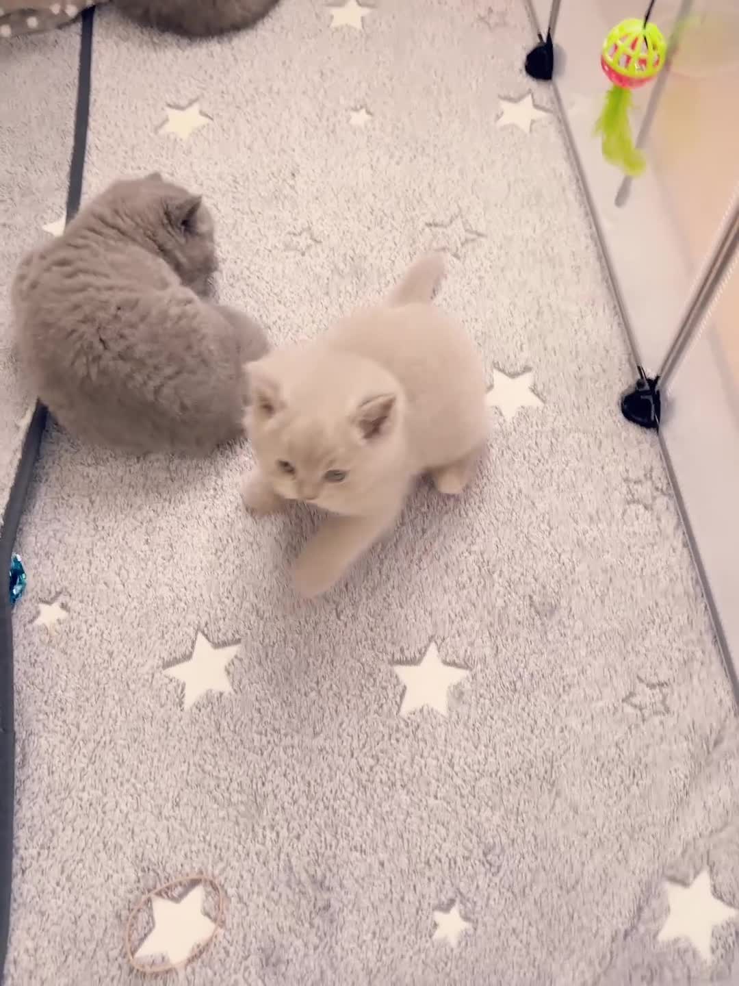 British Shorthair cats for sale: 2 female British short hair - Video 1