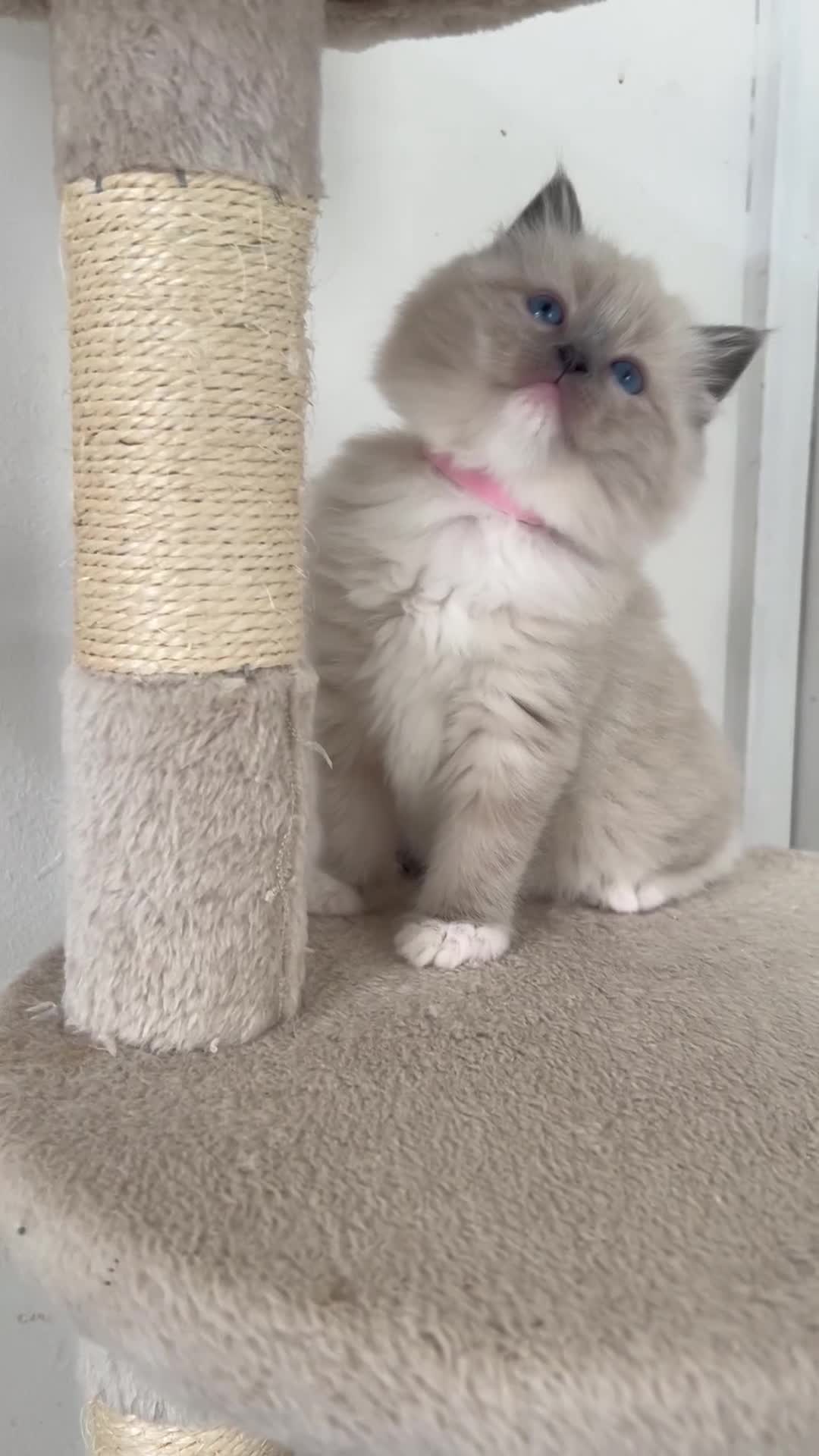 Ragdoll cats for sale: Meet Special Joy - Video 1