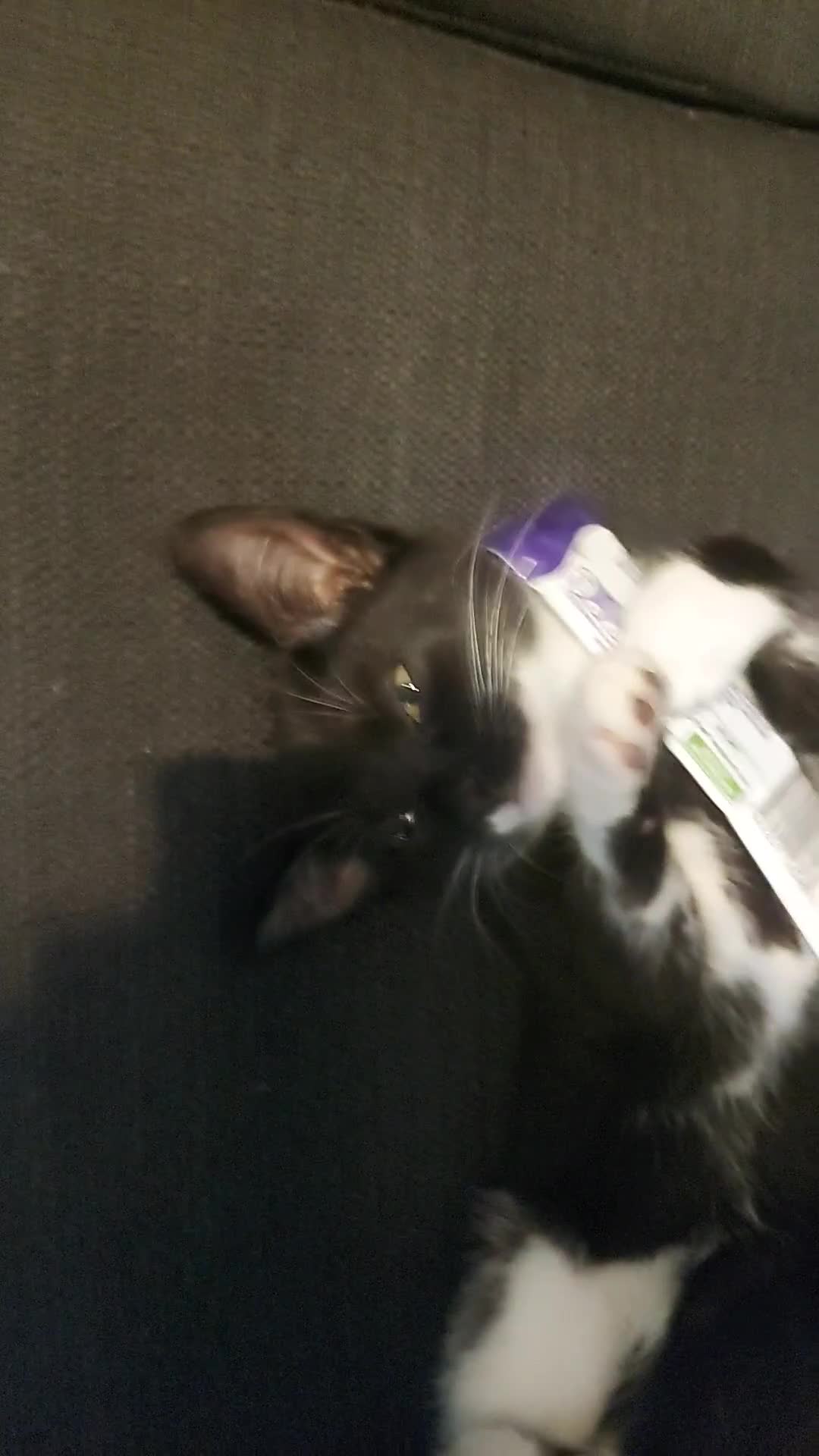 Maine Coon cats for sale: Female kitten  - Video 1