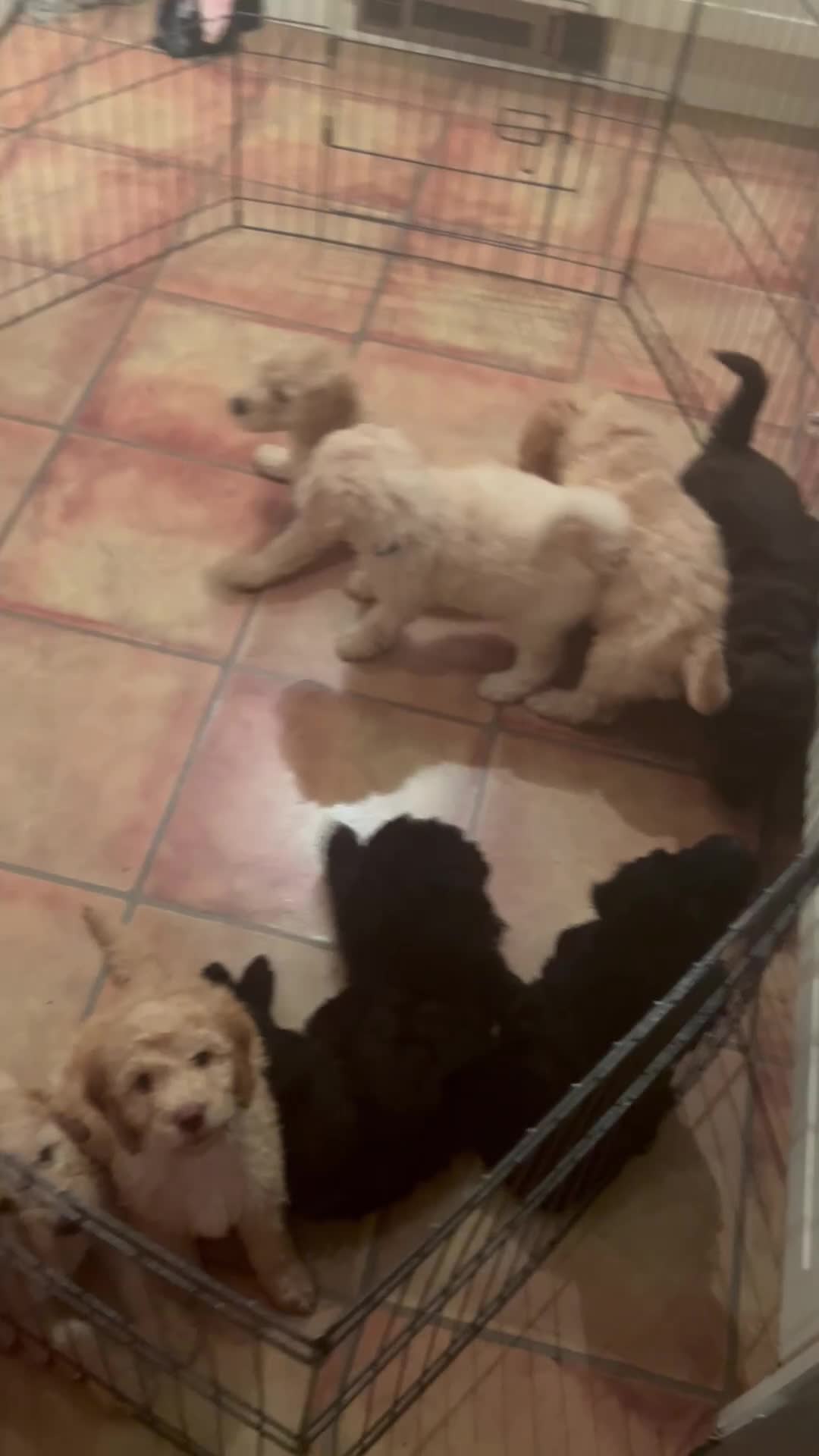 Labradoodle dogs for sale: Rare multi generational labradoodle Puppies - Video 1
