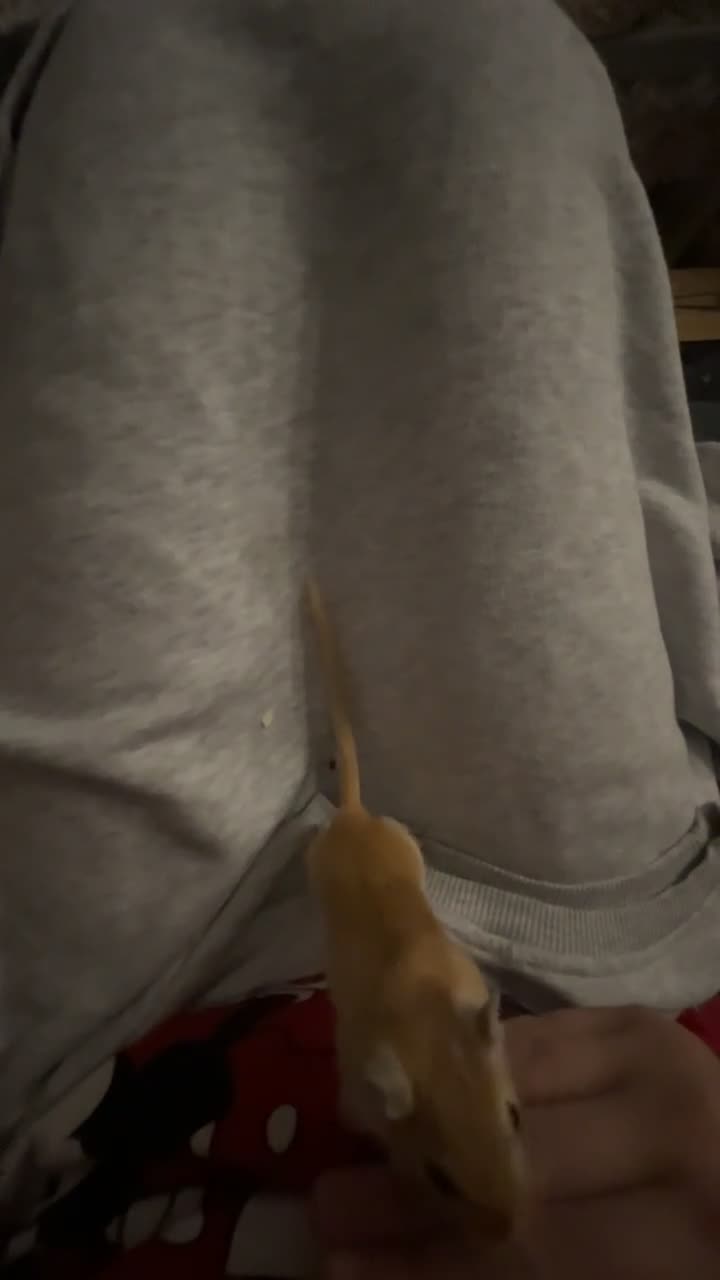 Gerbil rodents for sale: Gerbils for sale  - Video 1