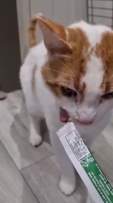 Domestic Shorthair cats for adoption: Adopt from Cats in Crisis East London - Video 2