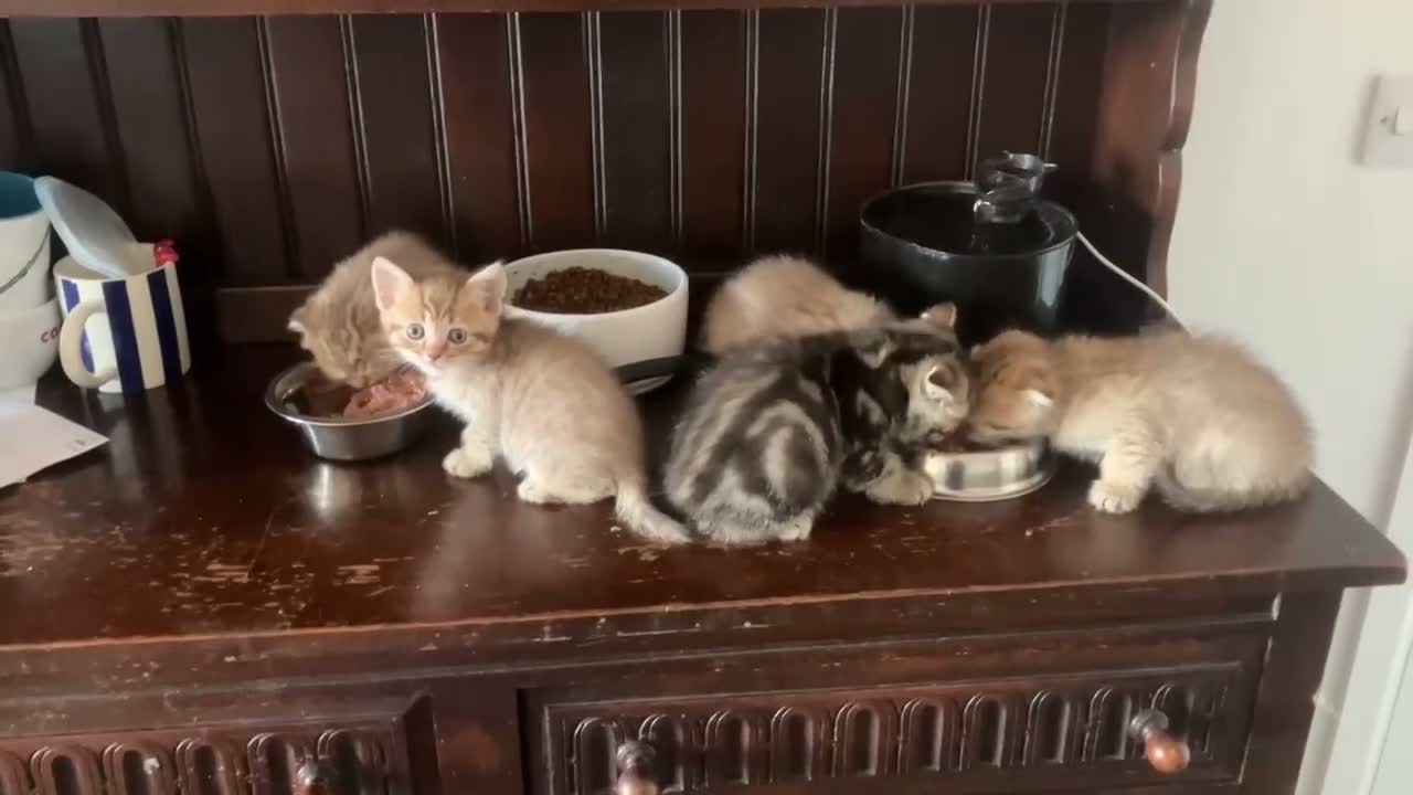 Scottish Fold cats for sale: Scottish fold and straight kittens - Video 3