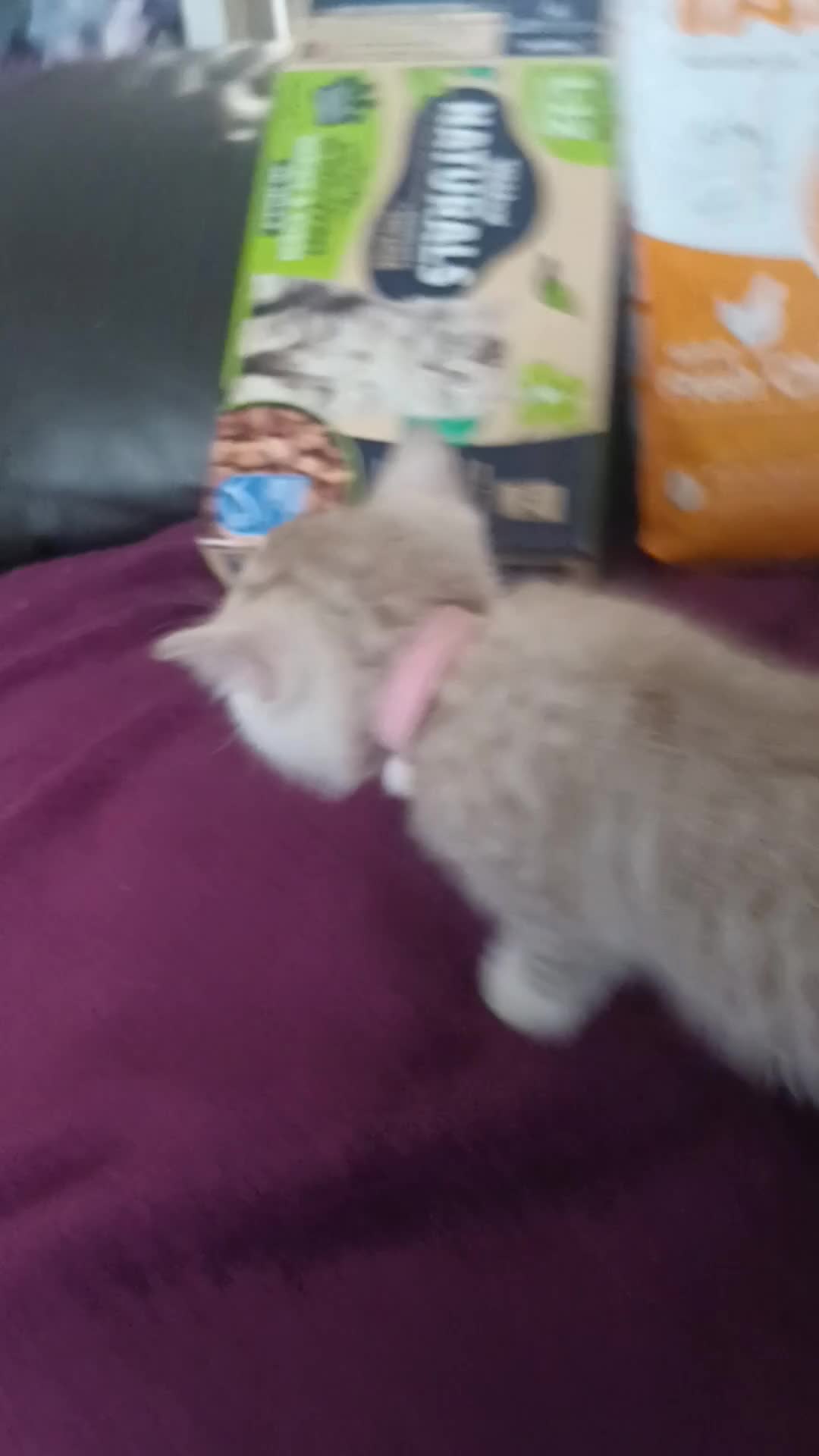 British Shorthair cats for sale: British short hair lilac kittens - Video 1