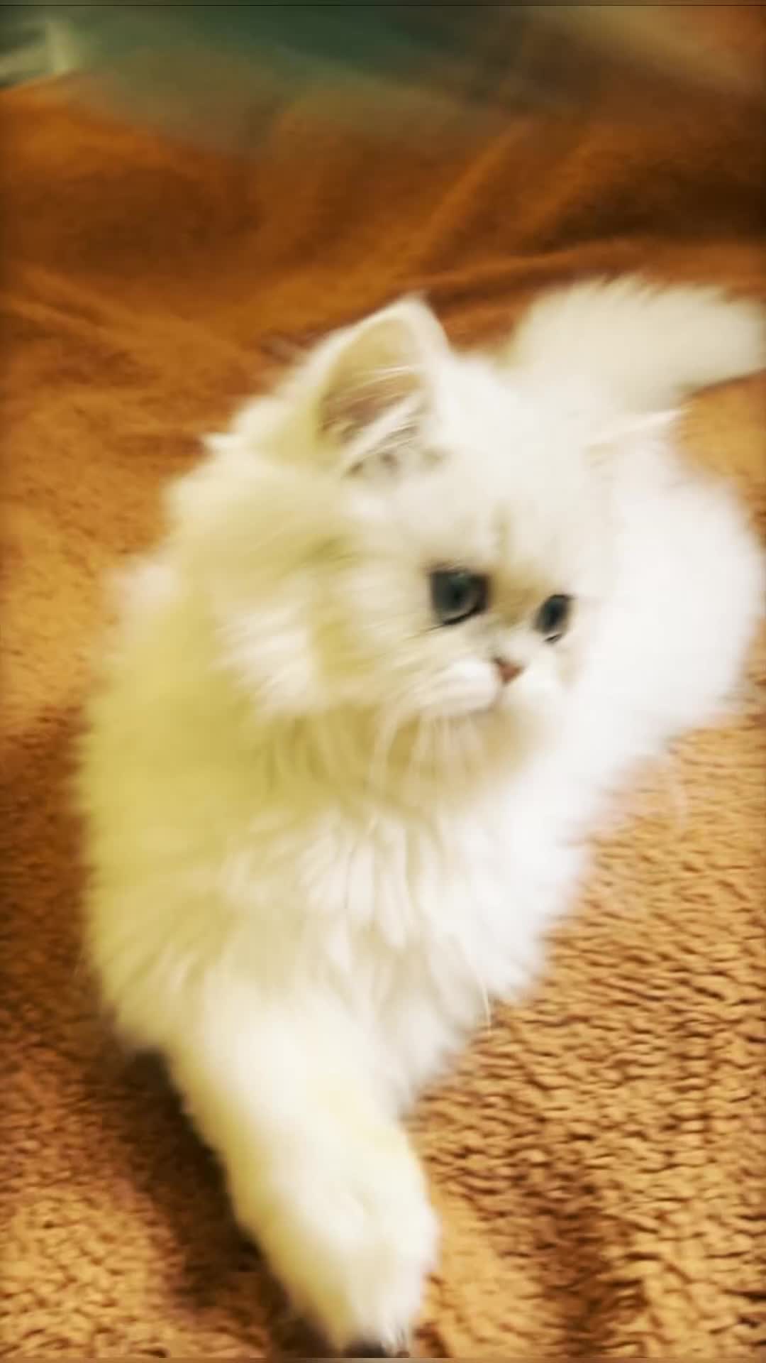 Persian cats for sale: Rare beauty chinchilla persian male kitten - Video 1