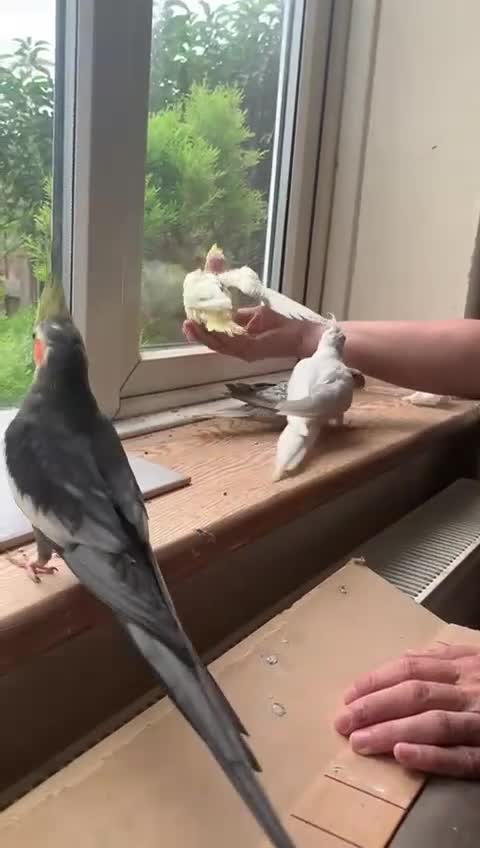 Cockatiels birds for sale: Gorgeous Baby Cockatiels  - Video 1