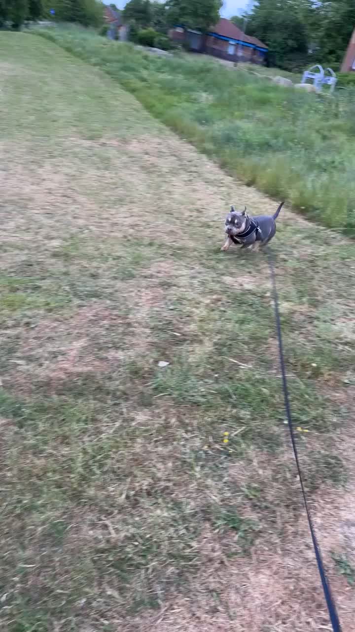 American Bully dogs for stud: Hulk micro bully for stud  - Video 4