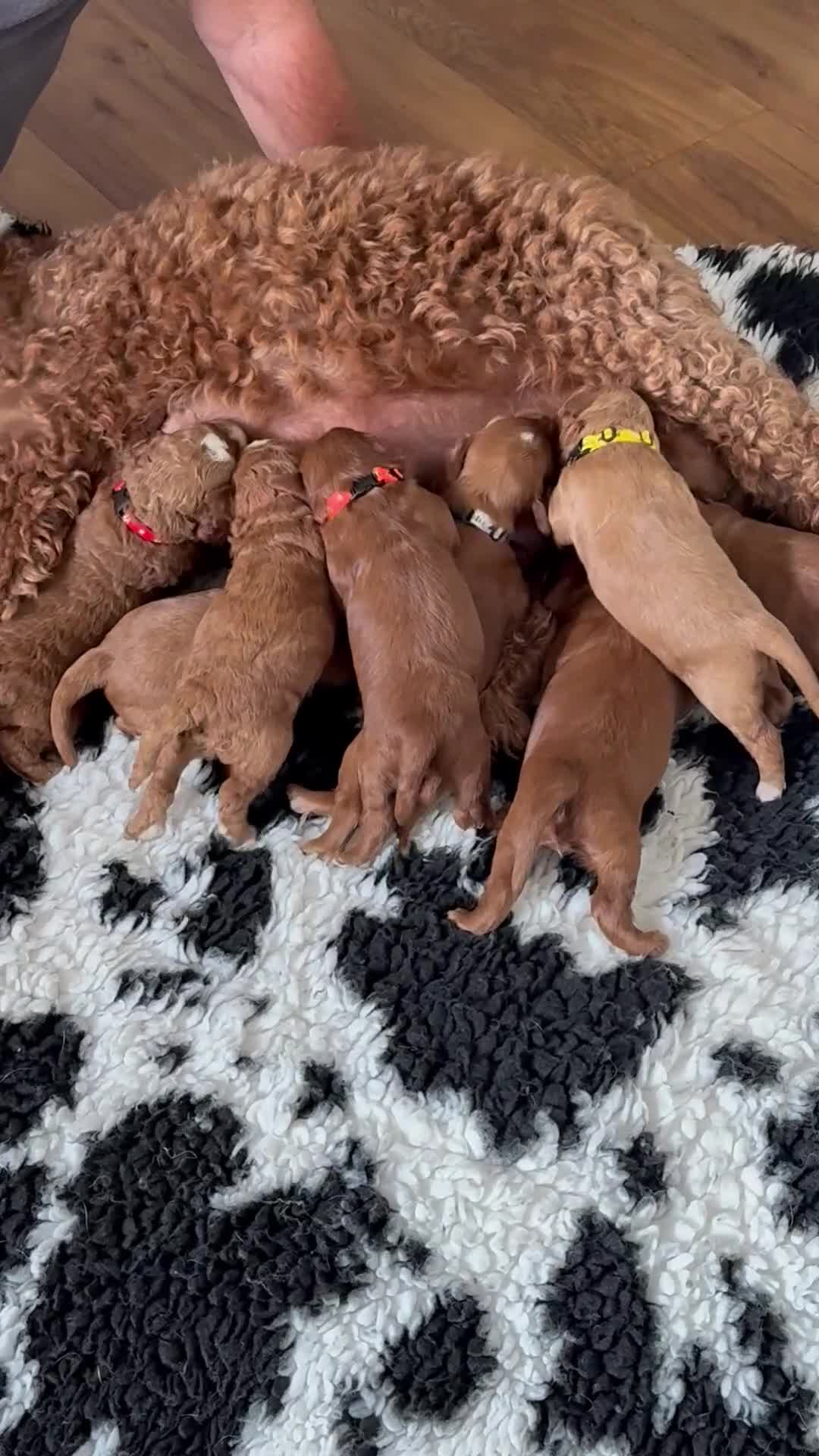 Goldendoodle dogs for sale: 🐶❤️Australian double doodles❤️🐶Waiting List - Video 1