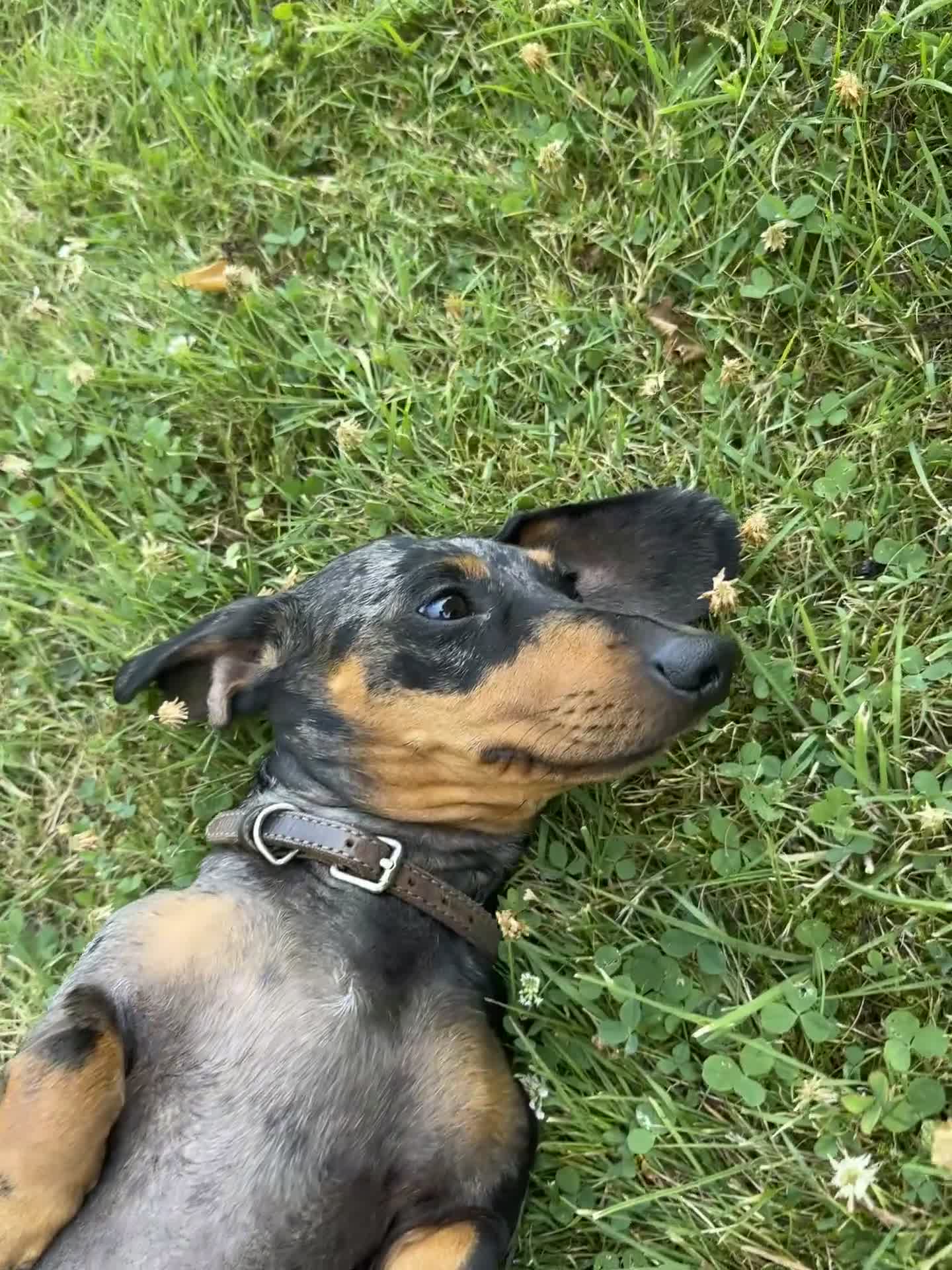 Miniature Dachshund dogs for sale: Silver dapple miniature dachshund in Cowbridge - Video 1