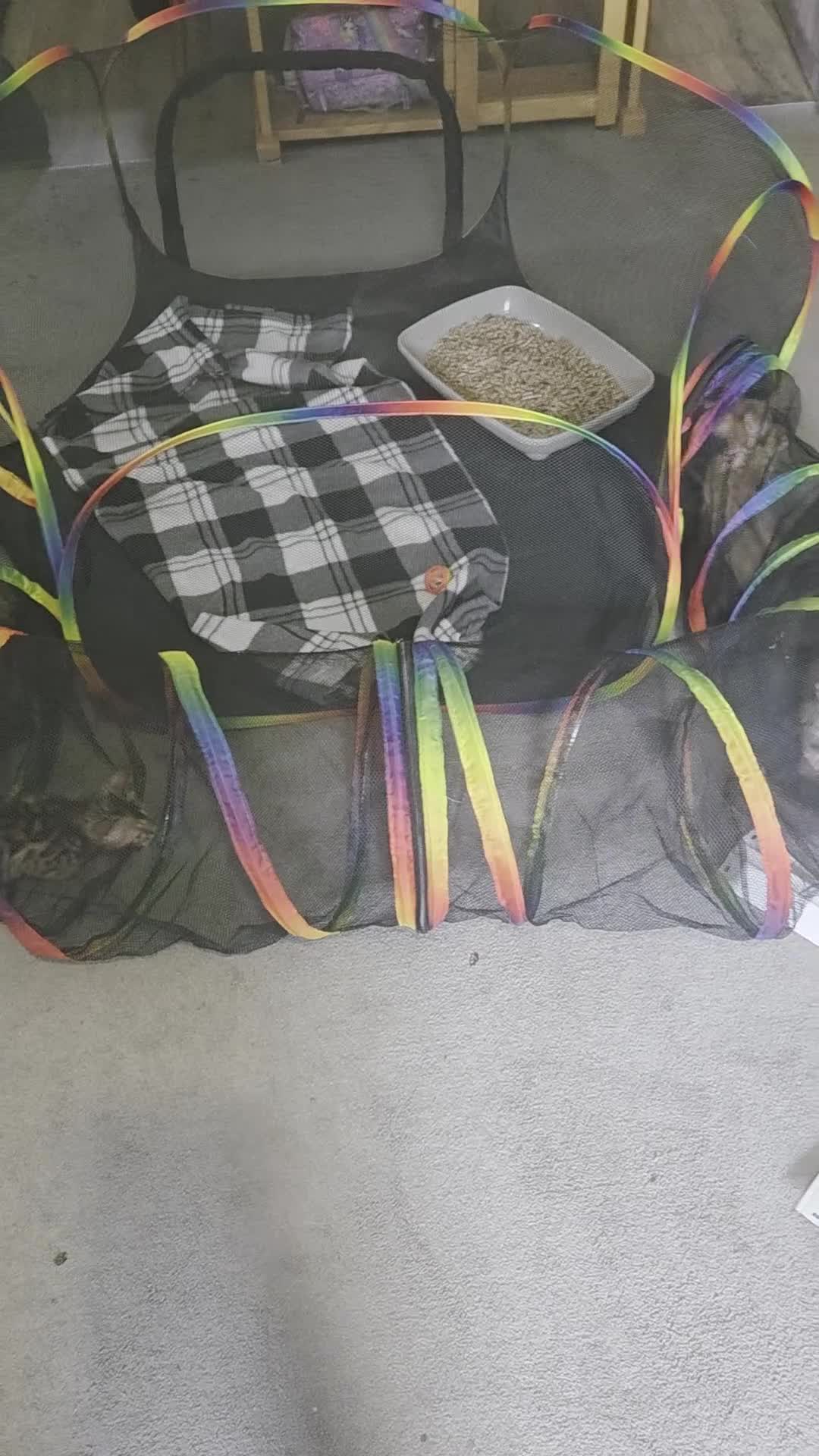 Bengal cats for sale:  1 stunning male bengal kitten (reduced price) - Video 3