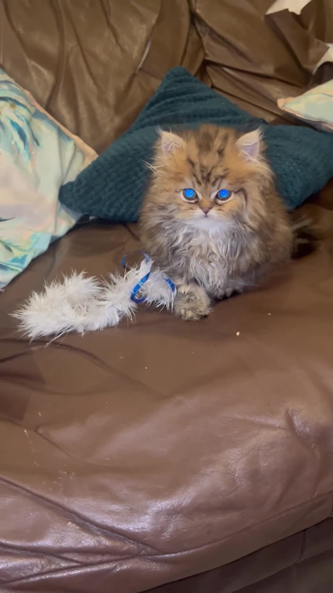 Persian cats for sale: Pedigree Persian Chinchilla Kittens for Sale  - Video 2