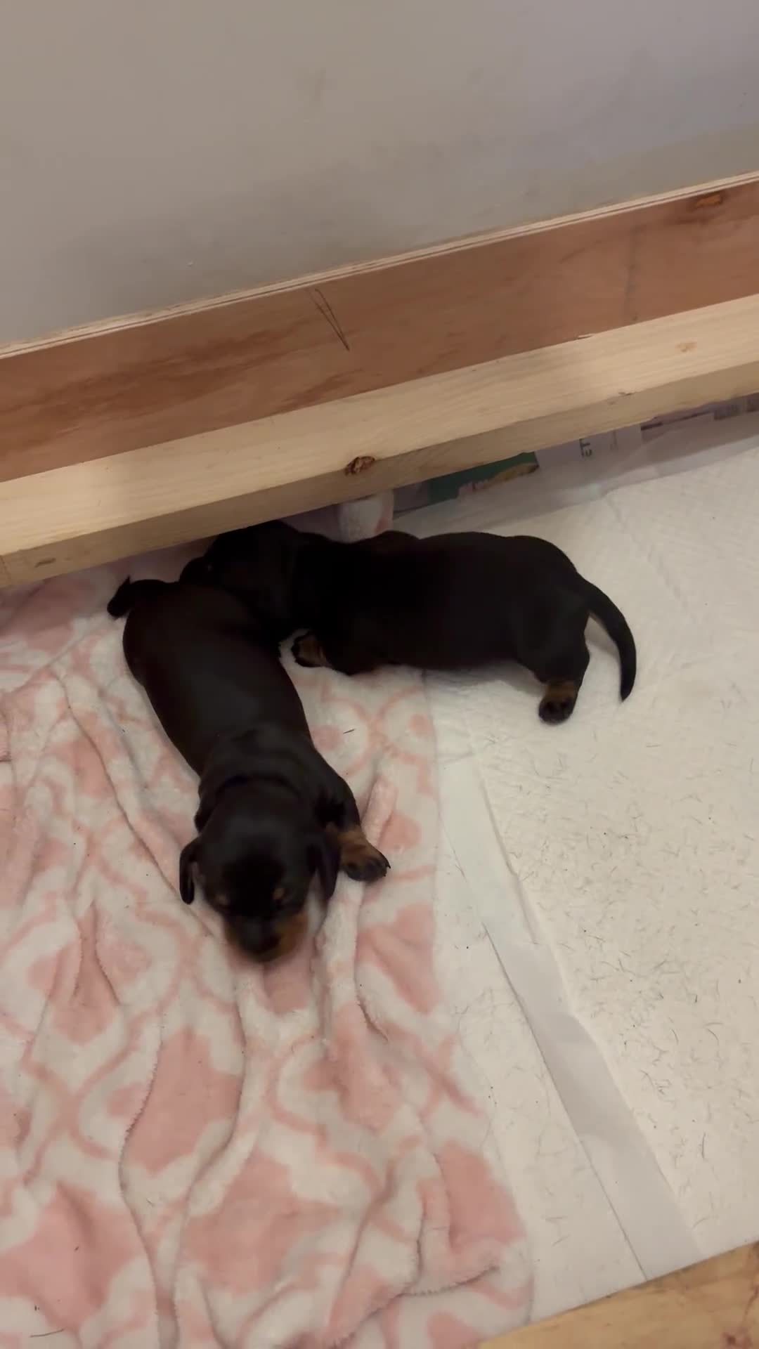 Miniature Dachshund dogs for sale: Miniature Black and Tan Daschund puppies for sale - Video 1
