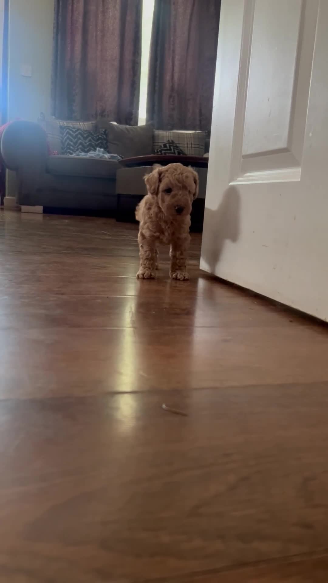 Miniature Poodle dogs for sale: Male mini poodle  - Video 1