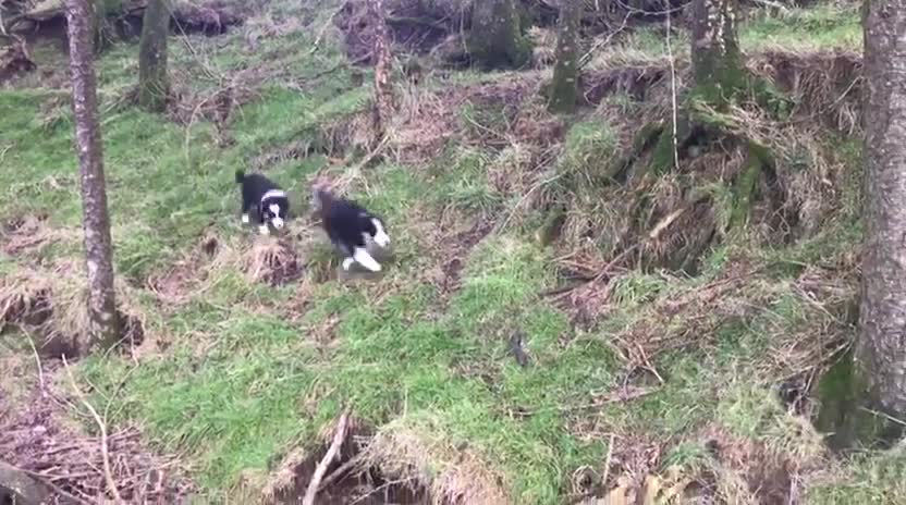 Border Collie dogs for sale: Collie puppies from working farm - Video 4