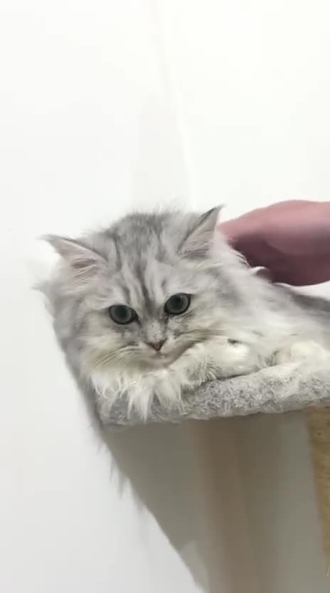 Persian cats for sale: Persian kitten 2 boys and 1 girl left - Video 2