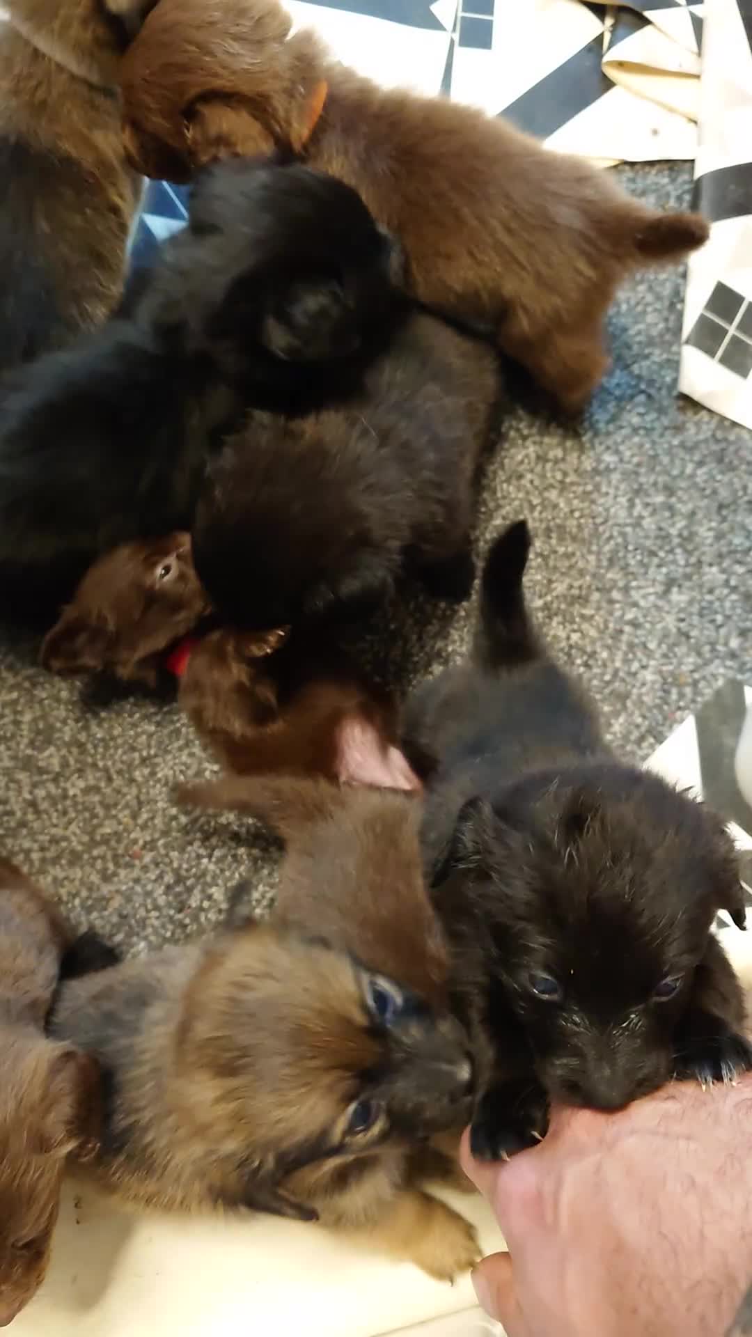 Mixed Breed dogs for sale: Miniature Dachshund x Pomeranian Puppies - Video 1