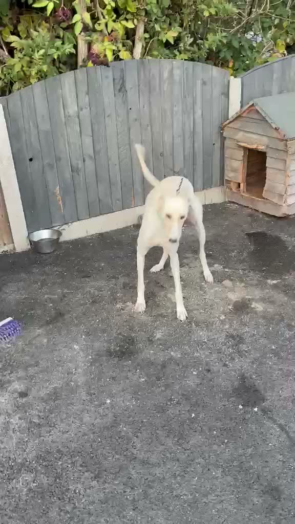 Saluki dogs for sale: 3/4 Saluki bitch pup, fantastic linage  - Video 2