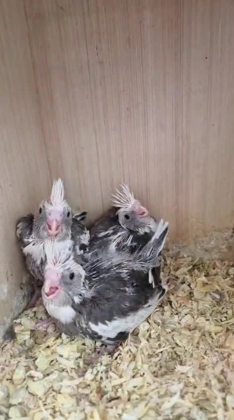 Cockatiels birds for sale: Baby Cockatiel Grey/White 🕊️🕊️ - Video 2