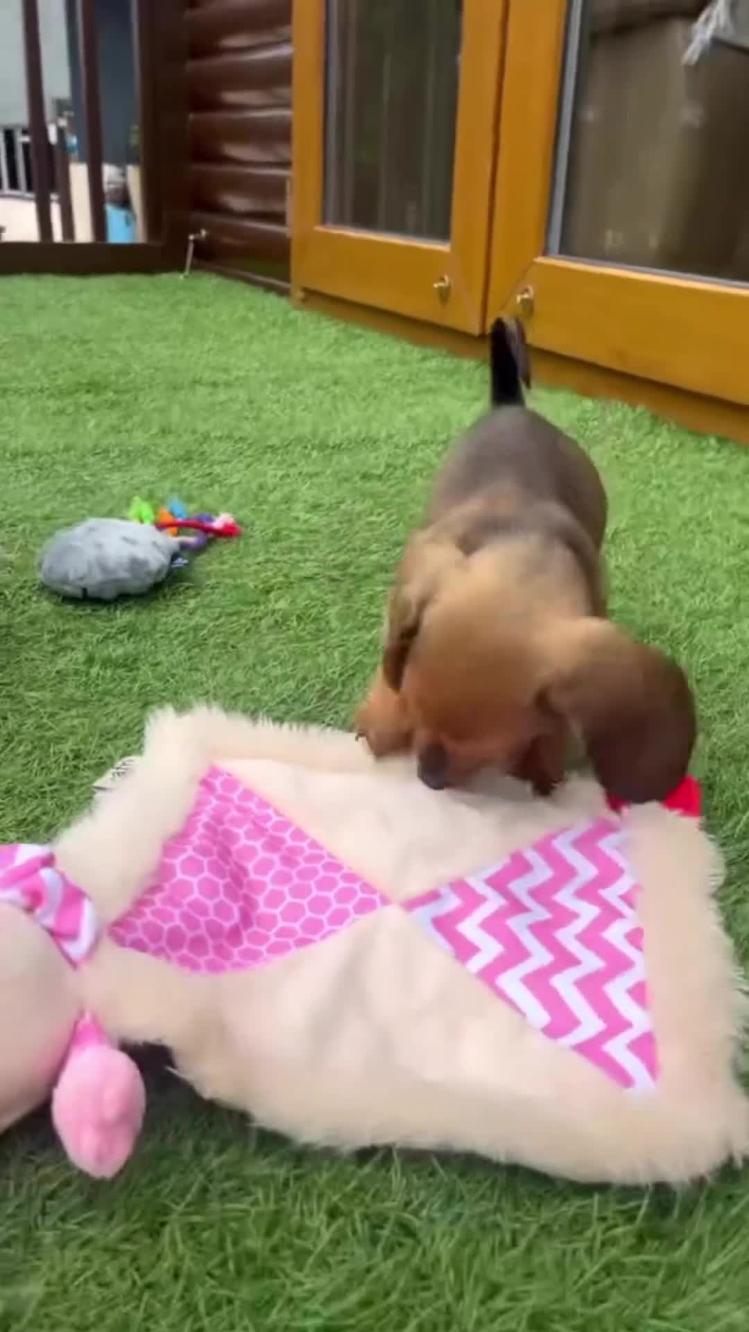 Dachshund dogs for sale: 1 gorgeous boy Available Ready to leave 🐶🏡 in Cullompton - Video 3