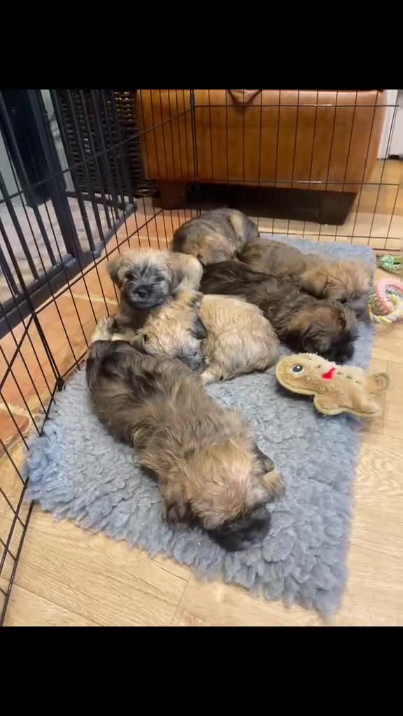 Mixed Breed dogs for sale: 🌟 Stunning Border Terrier x Shih Tzu Puppies in Hatfield - Video 2