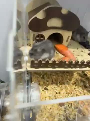 Hamster rodents for sale: Russian dwarf hamster  in Liverpool - Video 1