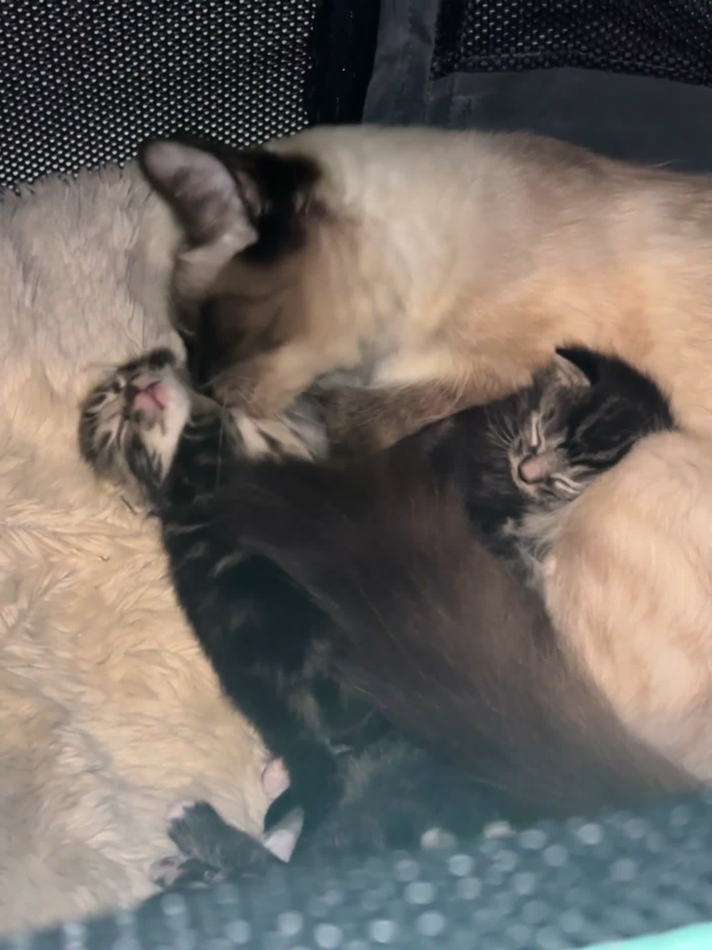 Siamese cats for sale: Beautiful Fluffy Siamese-Tabby Mix Kittens  - Video 1