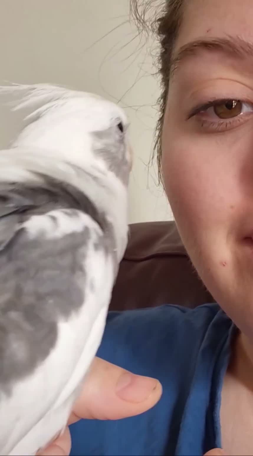 Cockatiels birds for sale: Ricky is looking for a loving forever home in Warrington - Video 1