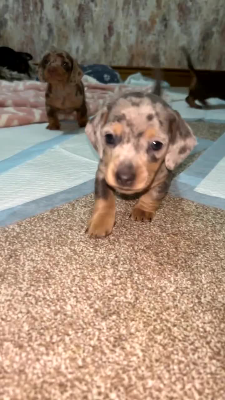 Miniature Dachshund dogs for sale: Miniature smooth haired dachshunds  - Video 2
