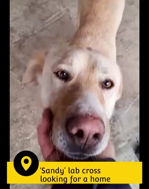 Mixed Breed dogs for adoption: Sandy, 3 yrs approx. Available for adoption. - Video 1
