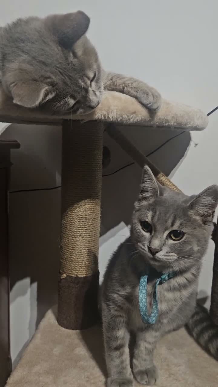 Bengal cats for sale: Stunning Snow Lynx Female Bengal  in Reading - Video 1