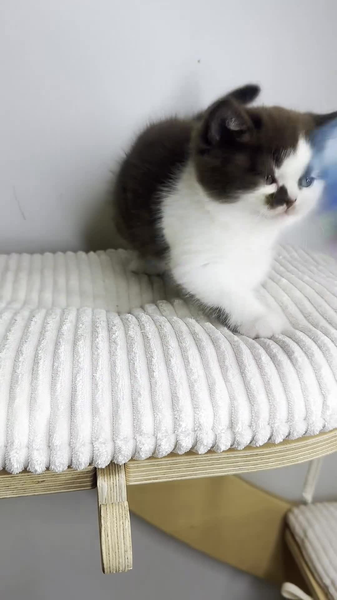 British Shorthair cats for sale: Stunning Pedigree BSH  - Video 2