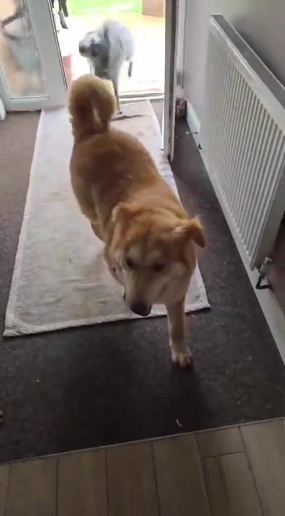 Mixed Breed dogs for adoption: Charlotte - Smiley, Playful and Cheeky in Worcester - Video 3