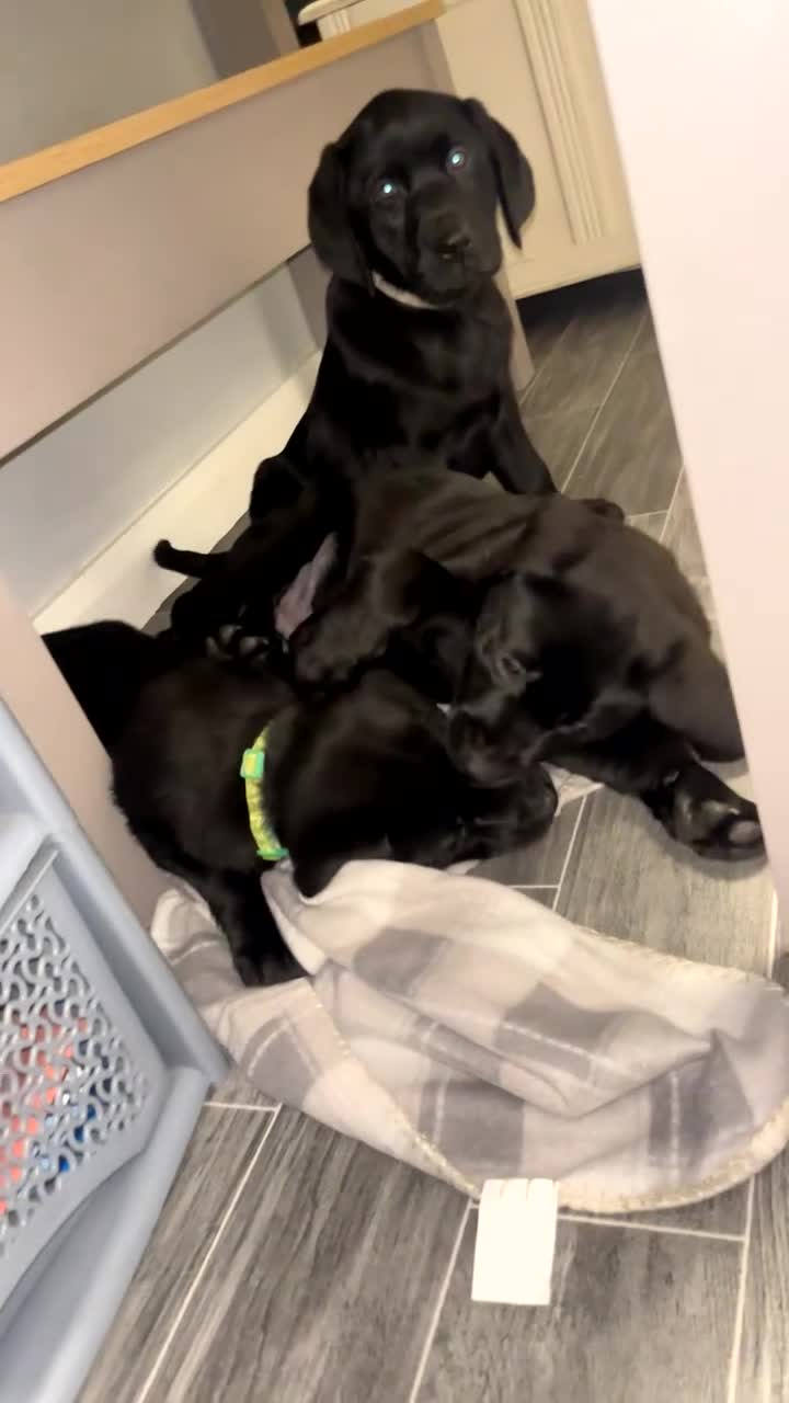 Labrador Retriever dogs for sale: READY NOW.Beautiful black KC registered Labradors  - Video 5