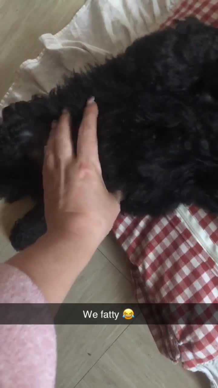 Cockapoo dogs for sale: Lucky  - Video 3