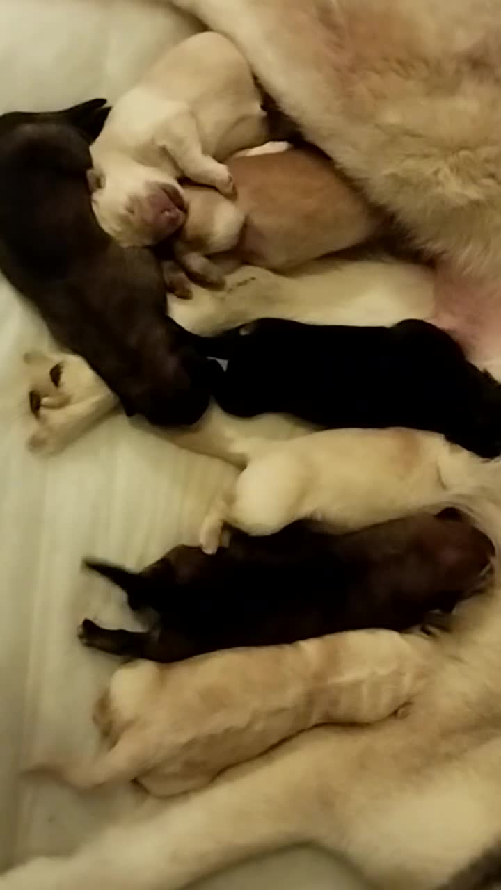 Mixed Breed dogs for sale: Northern Inuit X gsd pups - Video 1