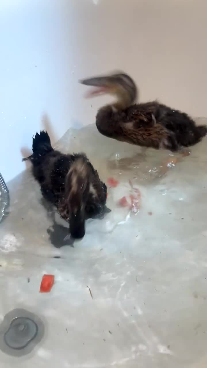 Ducks poultry for sale: Hand rear runner duck pair.  - Video 1