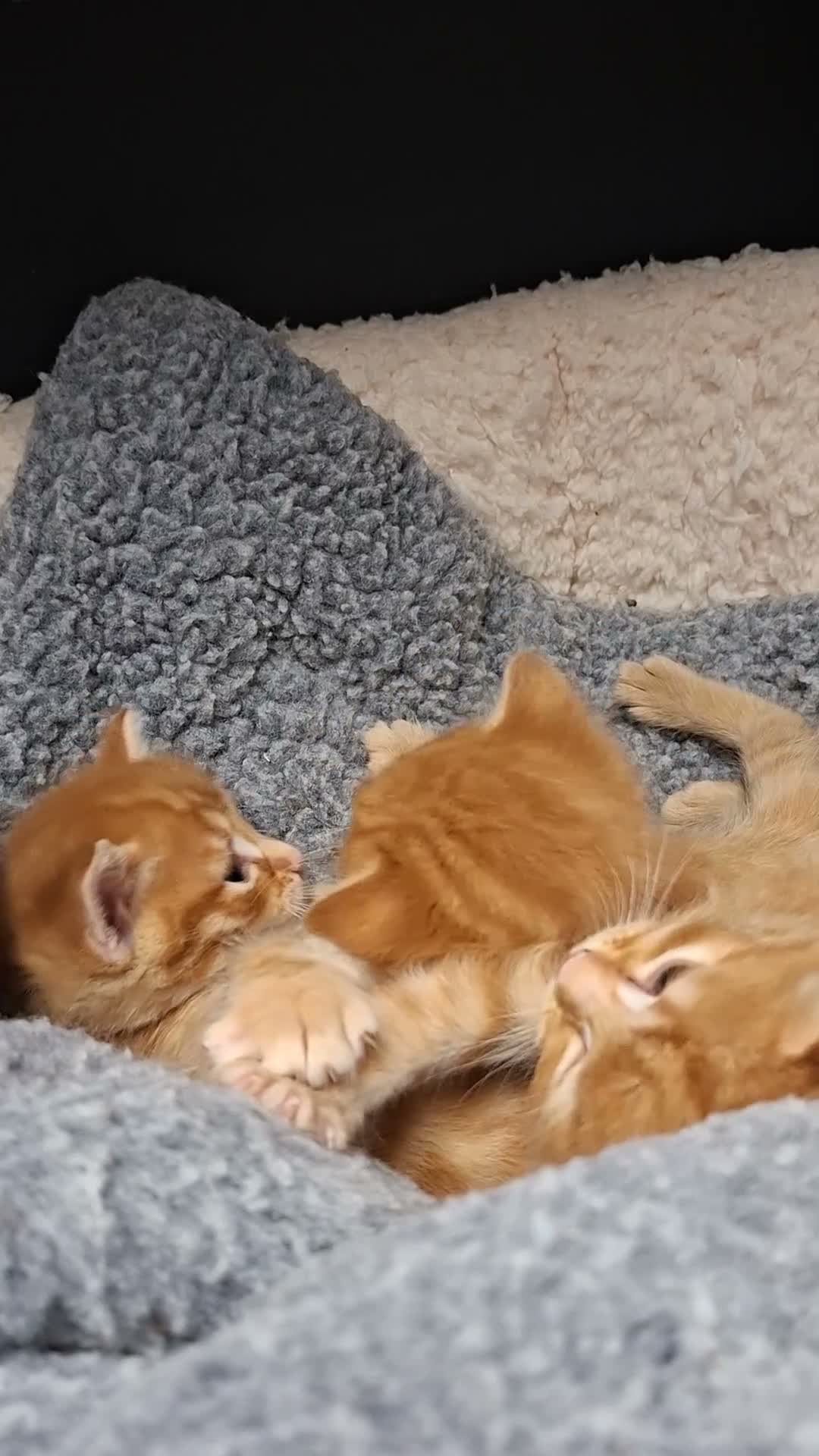 Mixed Breed cats for sale: 5 beautiful kittens for sale - Video 1