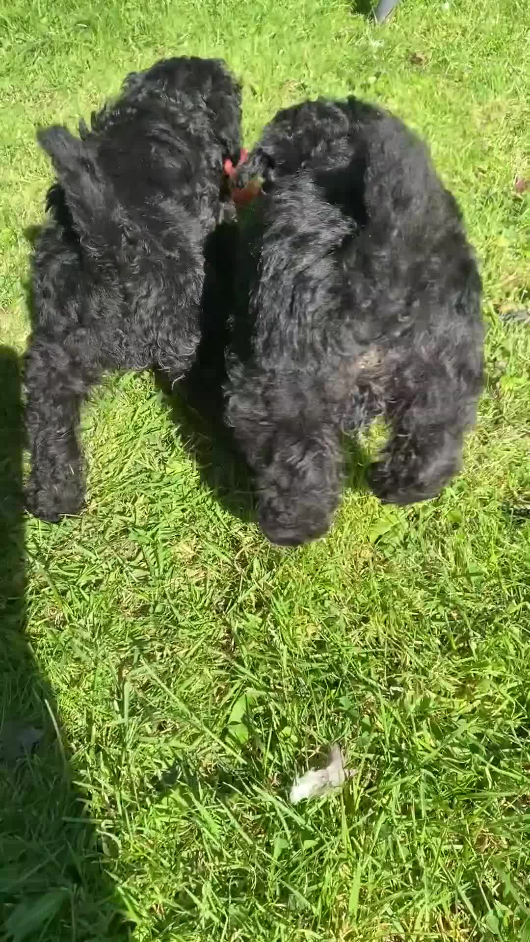 Miniature Poodle dogs for sale: Miniature poodle girls,ready now. - Video 1